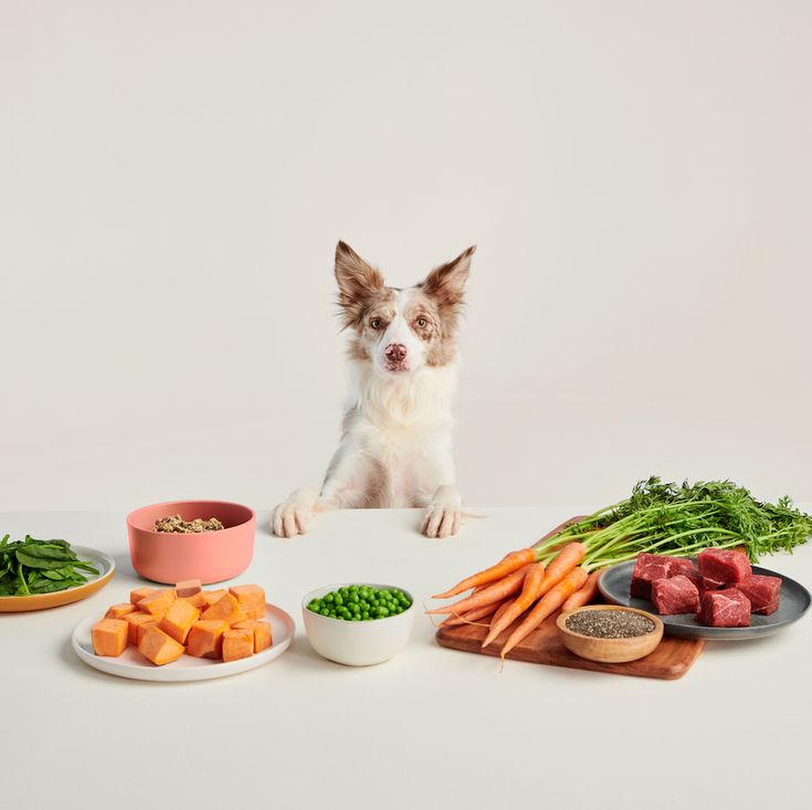 ¿Comida natural para perros? 3 Verdades y 3 Mentiras que debes saber