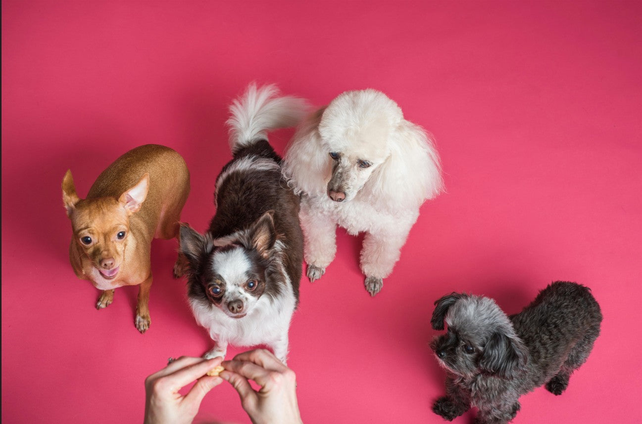 Malcriado vs. Mal Criado: ¿Qué tan consentida es tu fiera